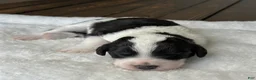 Sheepadoodle dogs for sale: Black & White Female 2 - Ad 2