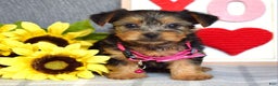 Yorkshire Terrier dogs for sale: Haddie - Ad 6