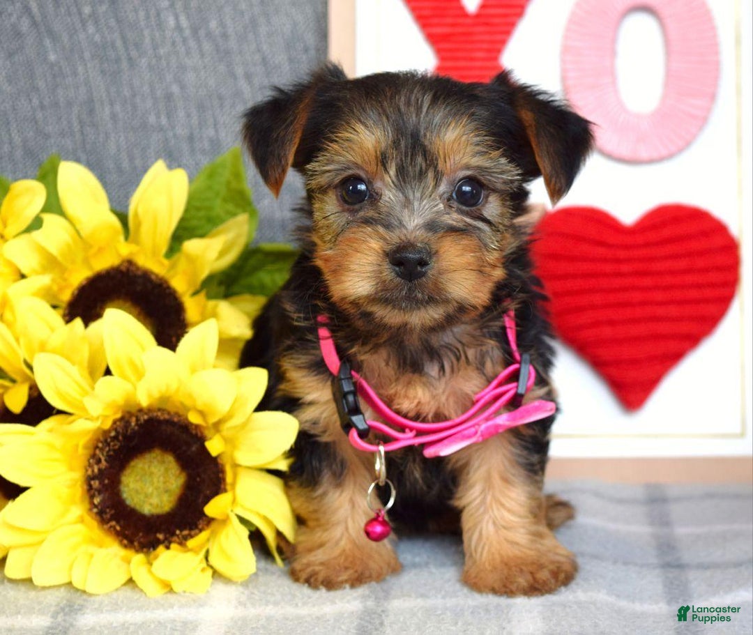 Yorkshire Terrier dogs for sale: Haddie - Ad 6