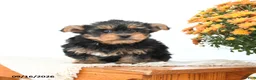 Yorkshire Terrier dogs for sale: Daisy - Ad 3