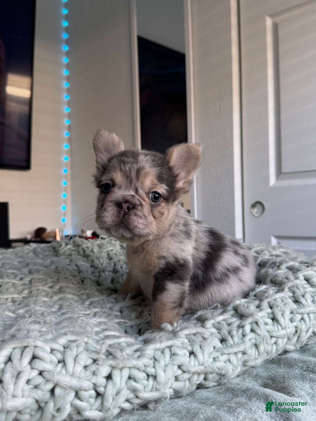 French Bulldog dogs for sale: Lilac tan fluffy french bulldog  - Ad 9