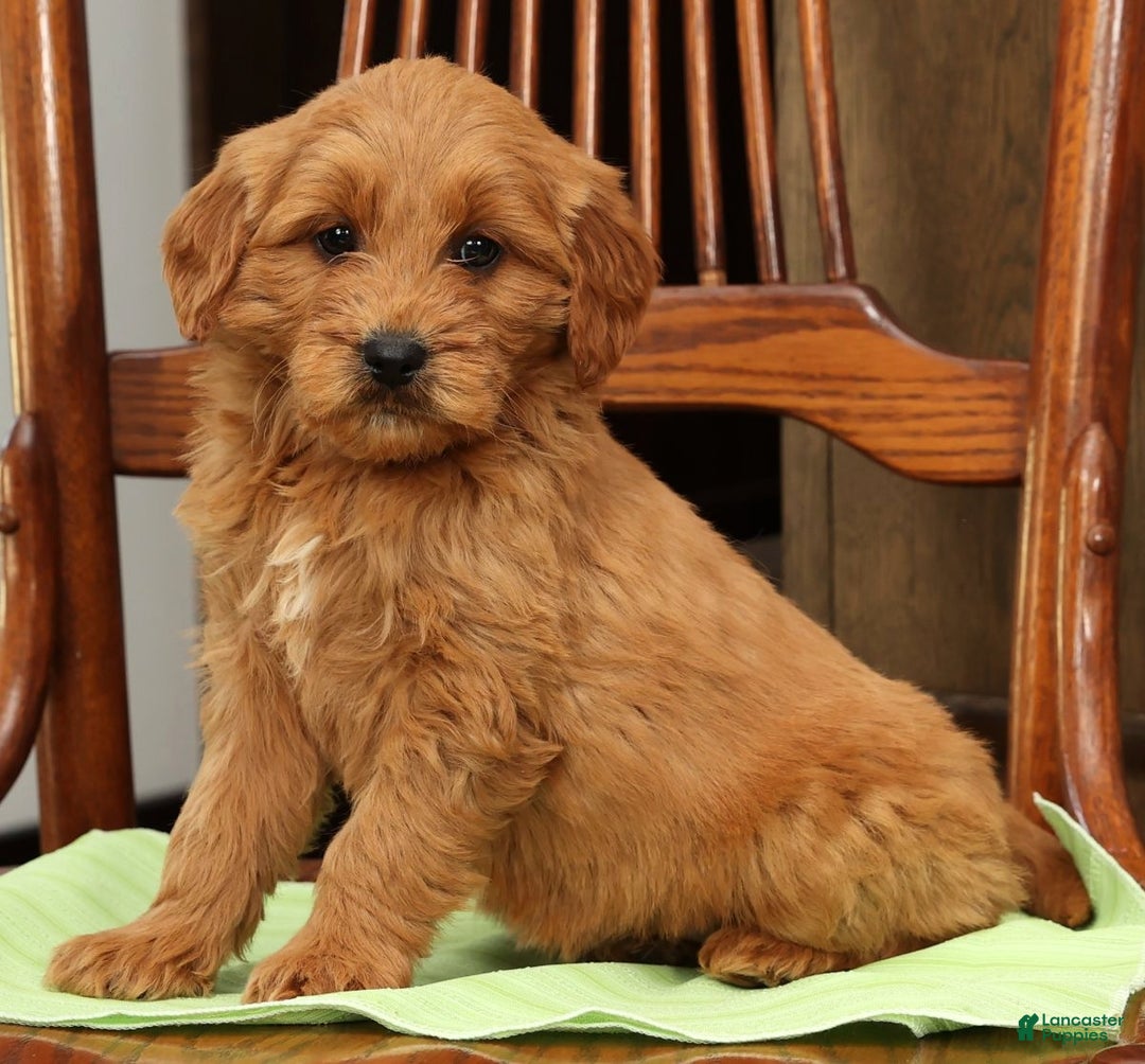 Mini Goldendoodle dogs for sale: Piper - Ad 8