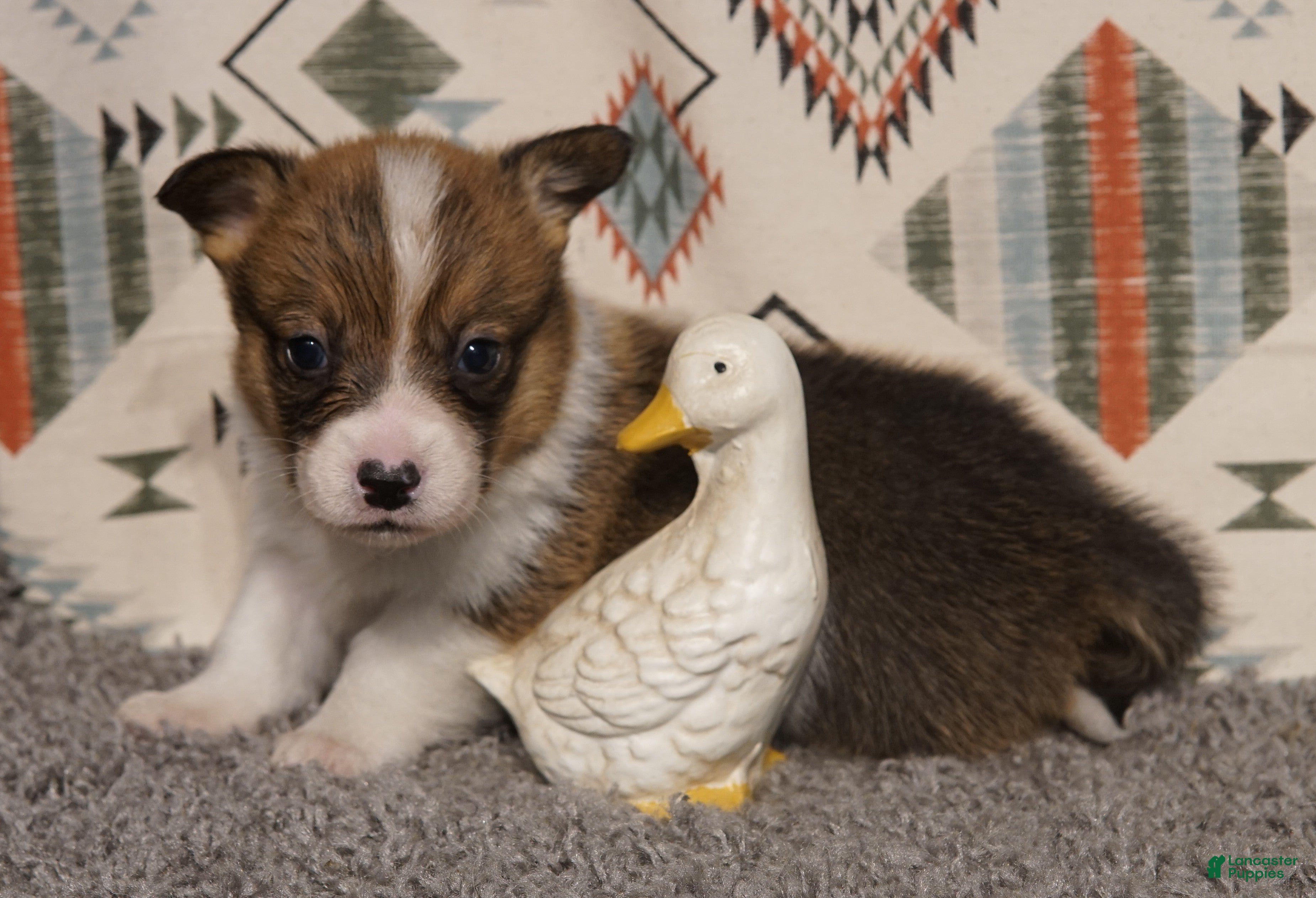 Welsh Corgi Pembroke dogs Loki - Ad 6