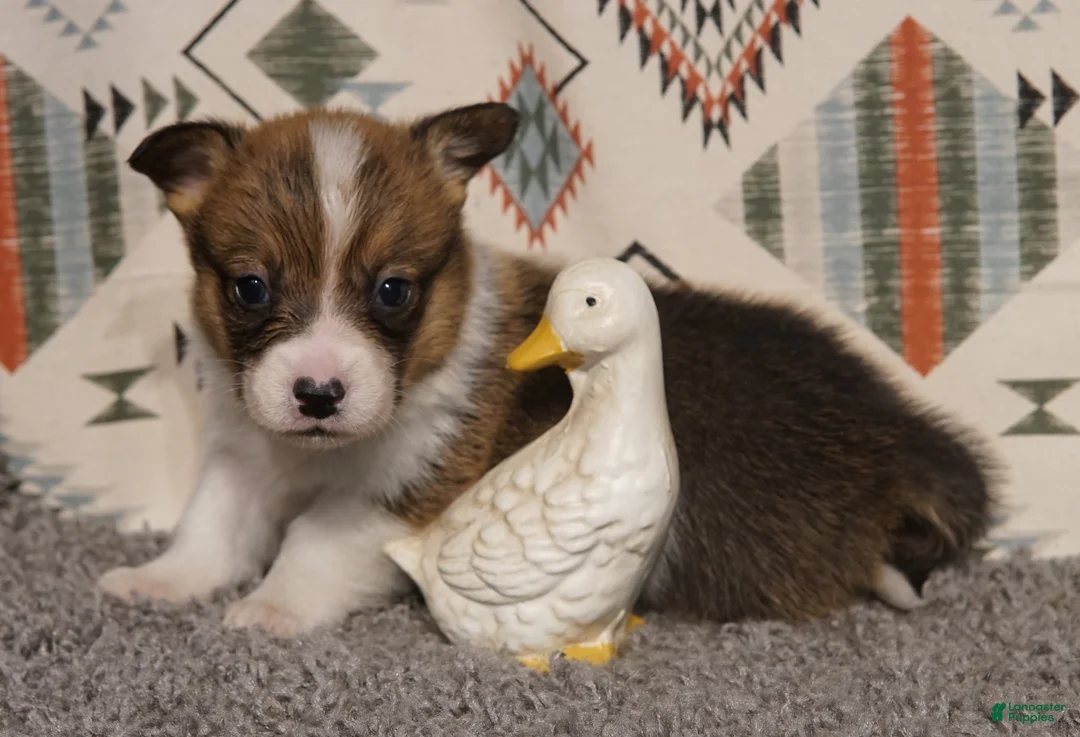 Welsh Corgi Pembroke dogs for sale: Loki - Ad 1
