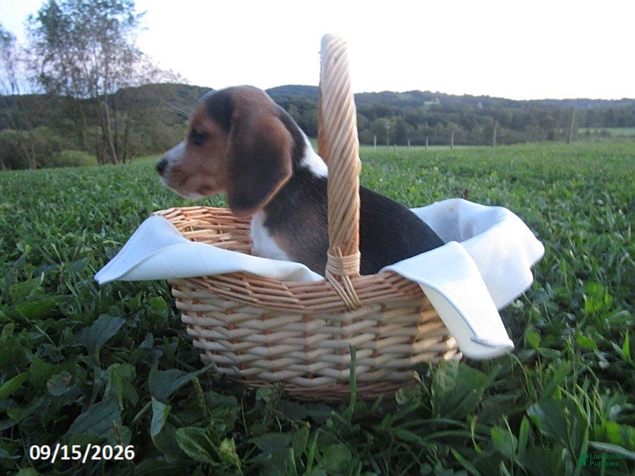 Beagle dogs Pepper - Ad 20