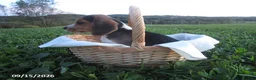 Beagle dogs for sale: Pepper - Ad 1