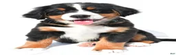 Bernese Mountain Dog dogs for sale: Princess - Ad 8