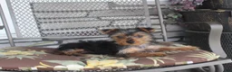 Yorkshire Terrier dogs for sale: Pluto - Ad 5