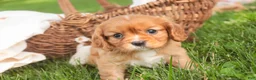 Cavalier King Charles Spaniel dogs for sale: Lola Cavalier King Charles Spaniel  - Ad 3