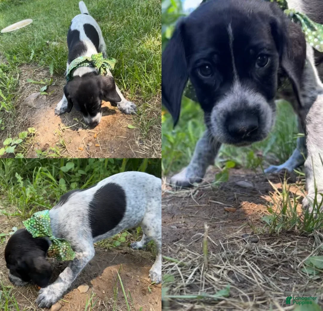 German Shorthaired Pointer dogs for sale: Simon - Ad 1