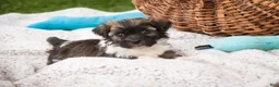 Havanese dogs for sale: Sweetie - Ad 3