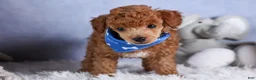 Toy Poodle dogs for sale: Tucker - Ad 13