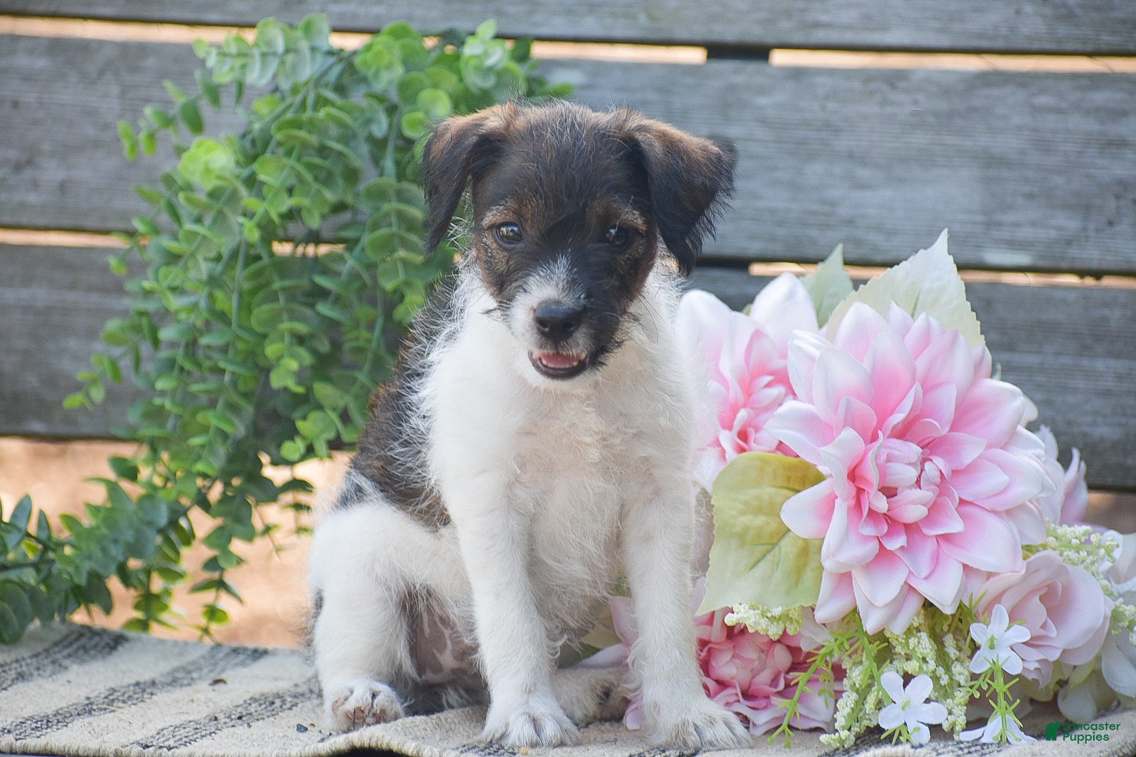 Jackapoo dogs for sale: Ember - Ad 1