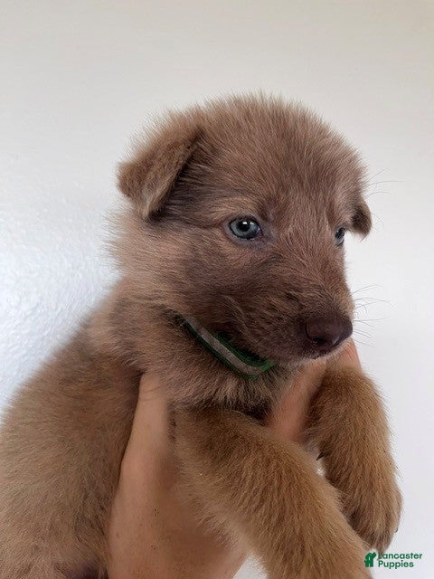 German Shepherd dogs Isabella Sable - Ad 33
