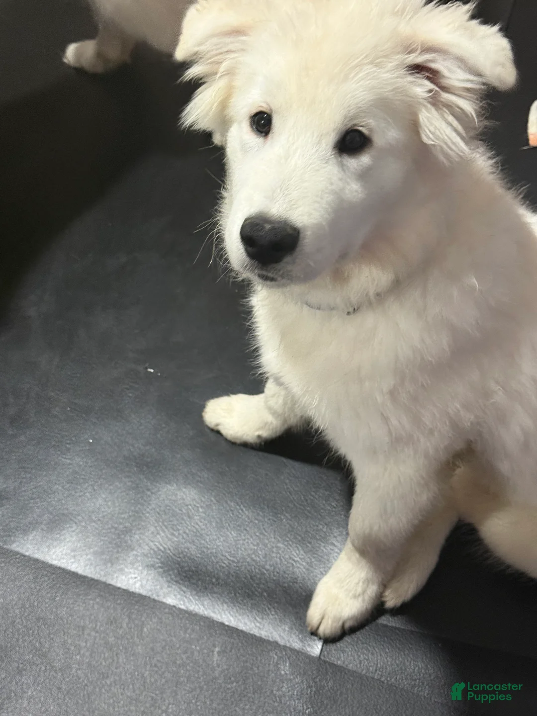 Samoyed dogs for sale: Samoyed Puppy 2 - Ad 1
