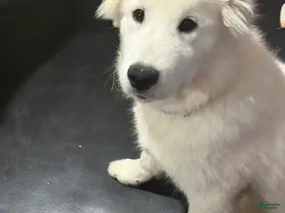 Samoyed dogs Samoyed Puppy 2 - Ad 21