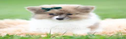 Pomeranian dogs for sale: Conrad - Ad 2
