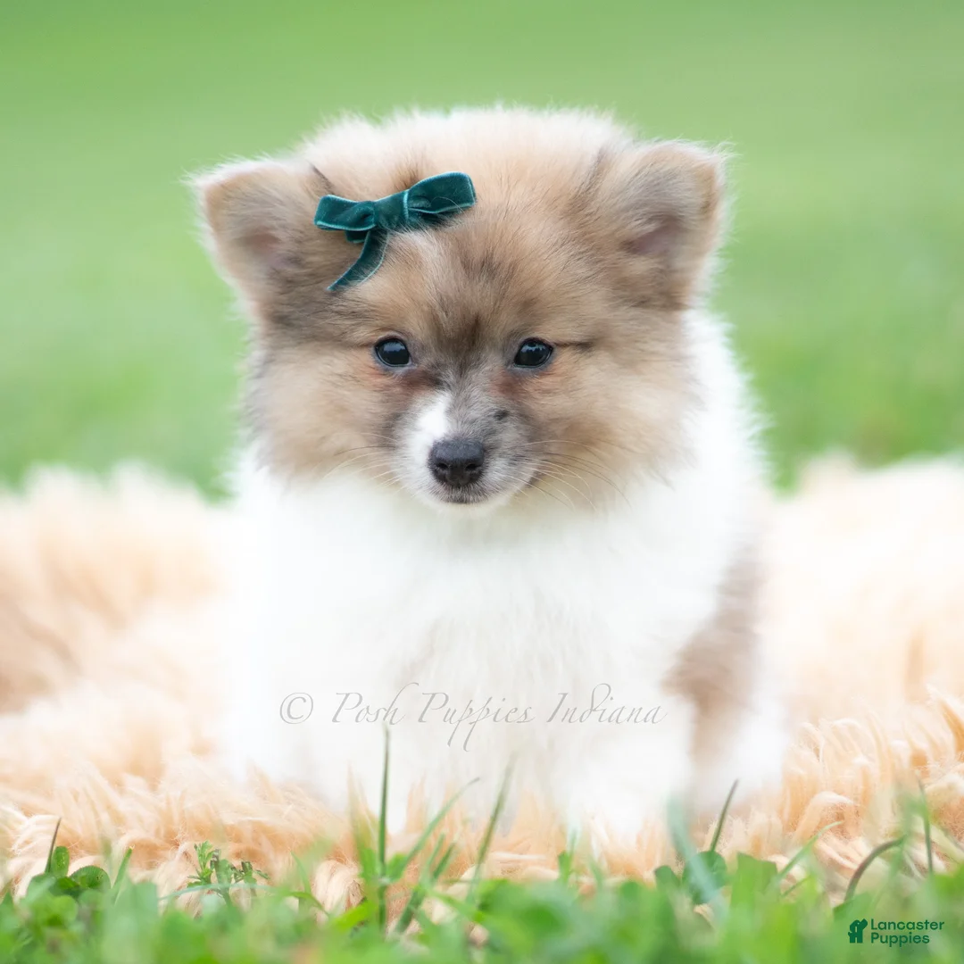 Pomeranian dogs for sale: Conrad - Ad 2