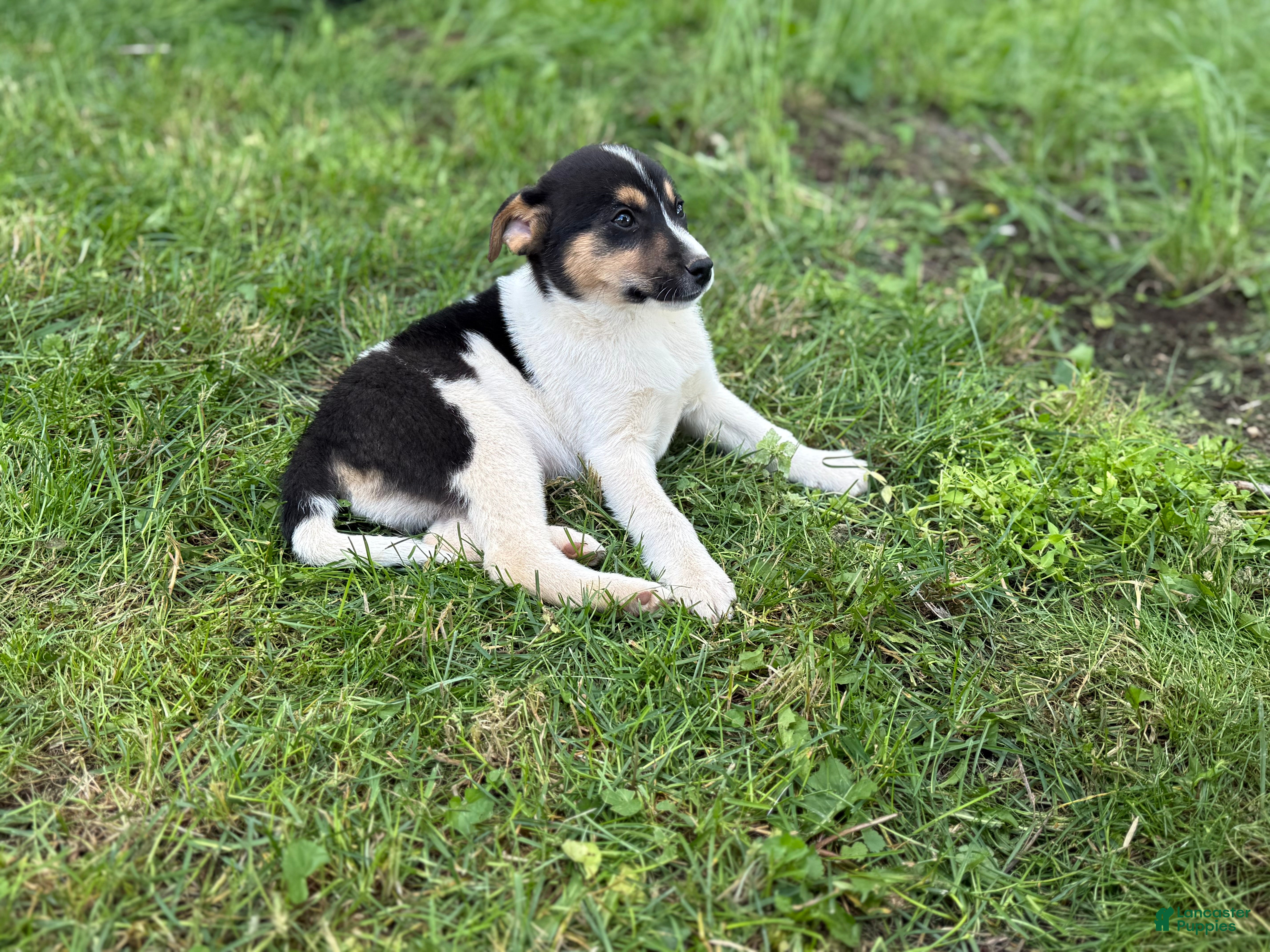 Mixed Breed dogs Benny - Ad 15