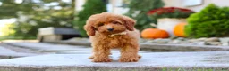 Miniature Poodle dogs for sale: Greyson - Ad 4