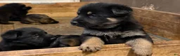 German Shepherd dogs for sale: German Shepherd Puppy 2 - Ad 11