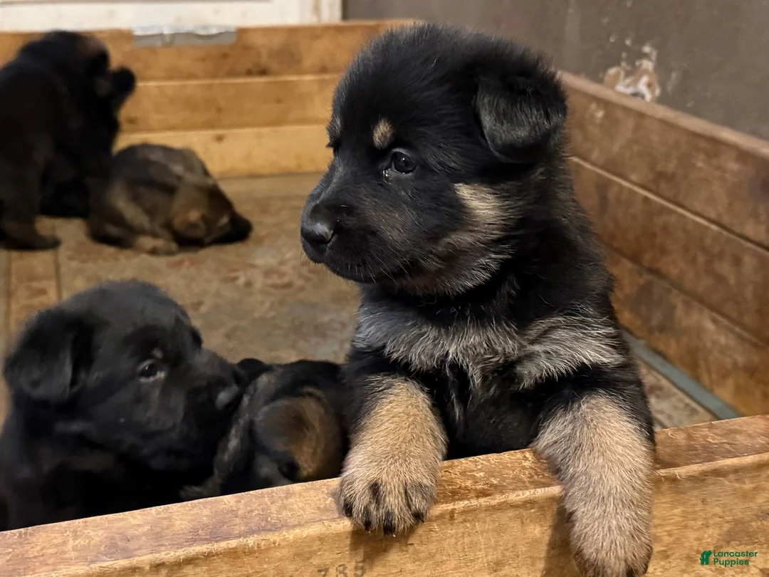 German Shepherd dogs for sale: German Shepherd Puppy 2 - Ad 11