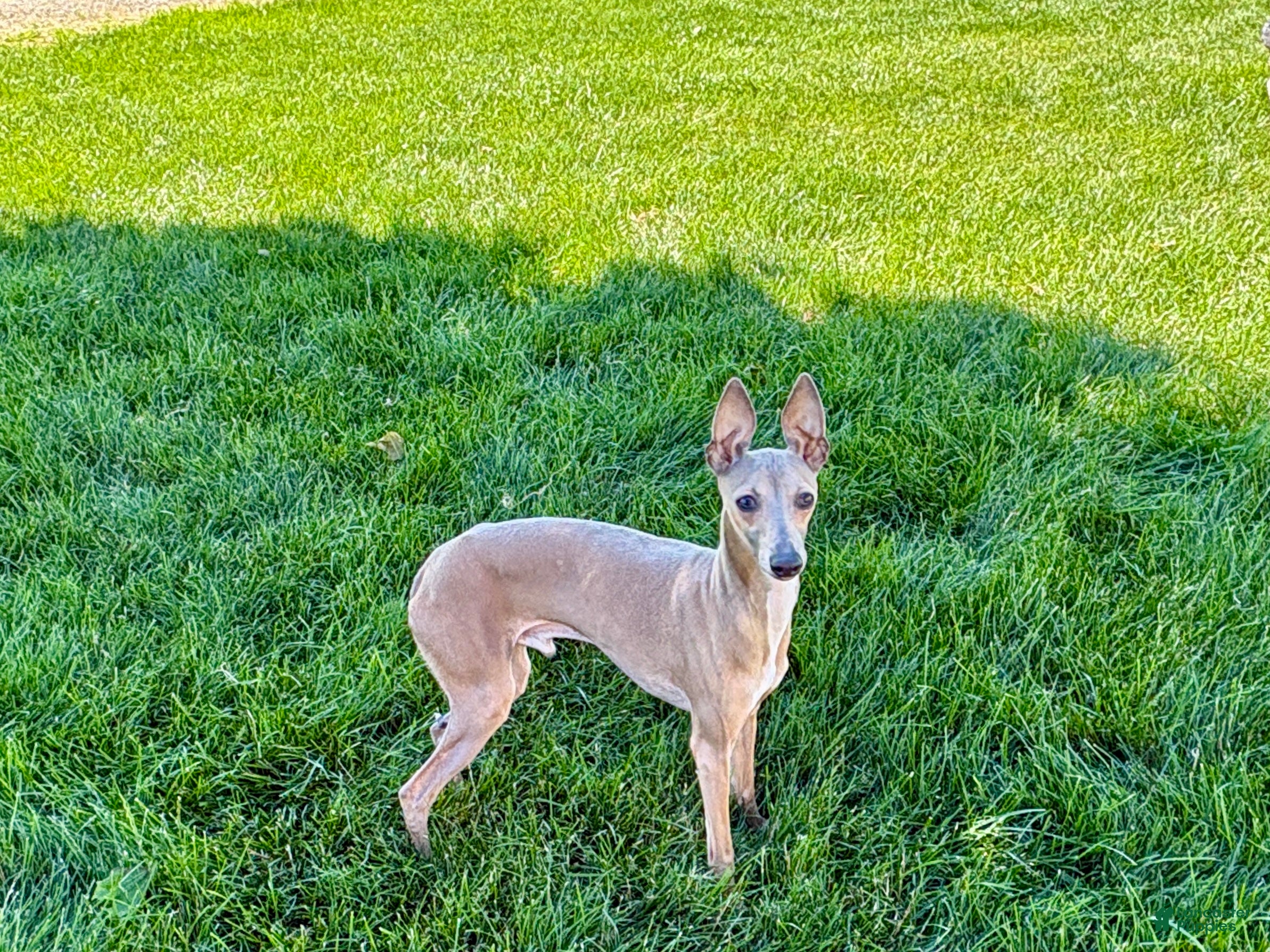 Italian Greyhound dogs Italian Greyhound Puppy 3 - Ad 2