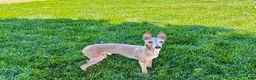 Italian Greyhound dogs for sale: Italian Greyhound Puppy 3 - Ad 2