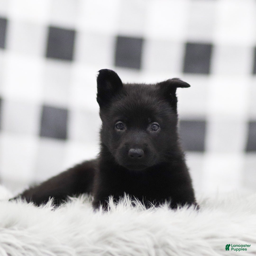 German Shepherd dogs for sale: Faith - Ad 2