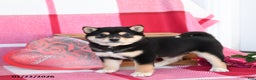 Shiba Inu dogs for sale: Becky - Ad 1