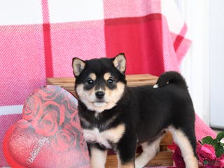 Shiba Inu dogs Becky - Ad 4