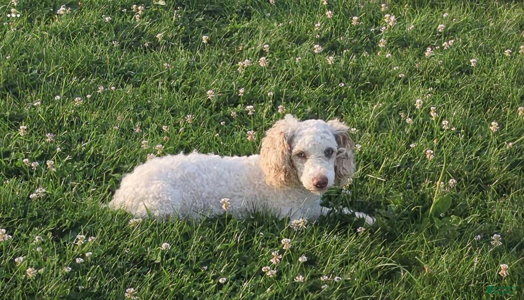 Miniature Poodle dogs for sale: Green Bean - Ad 9
