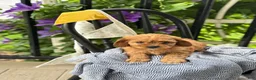 Cavapoo dogs for sale: Jinger - Ad 3