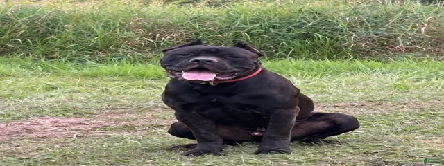Titan