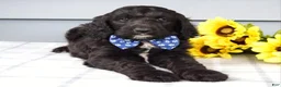 Labradoodle dogs for sale: Conner - Ad 4