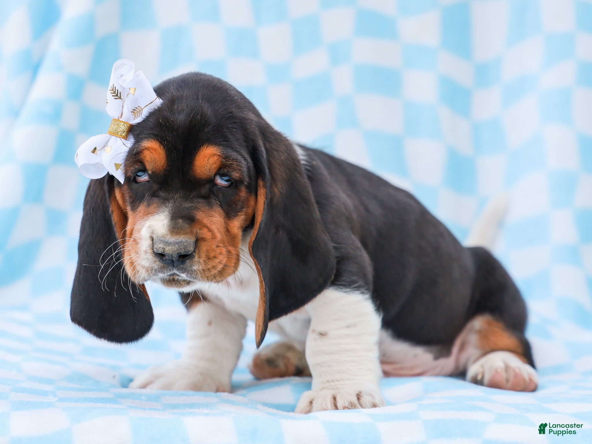 Basset Hound dogs Edson Purebred Basset Hound Pup - Ad 2