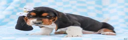 Basset Hound dogs for sale: Edson Purebred Basset Hound Pup - Ad 2
