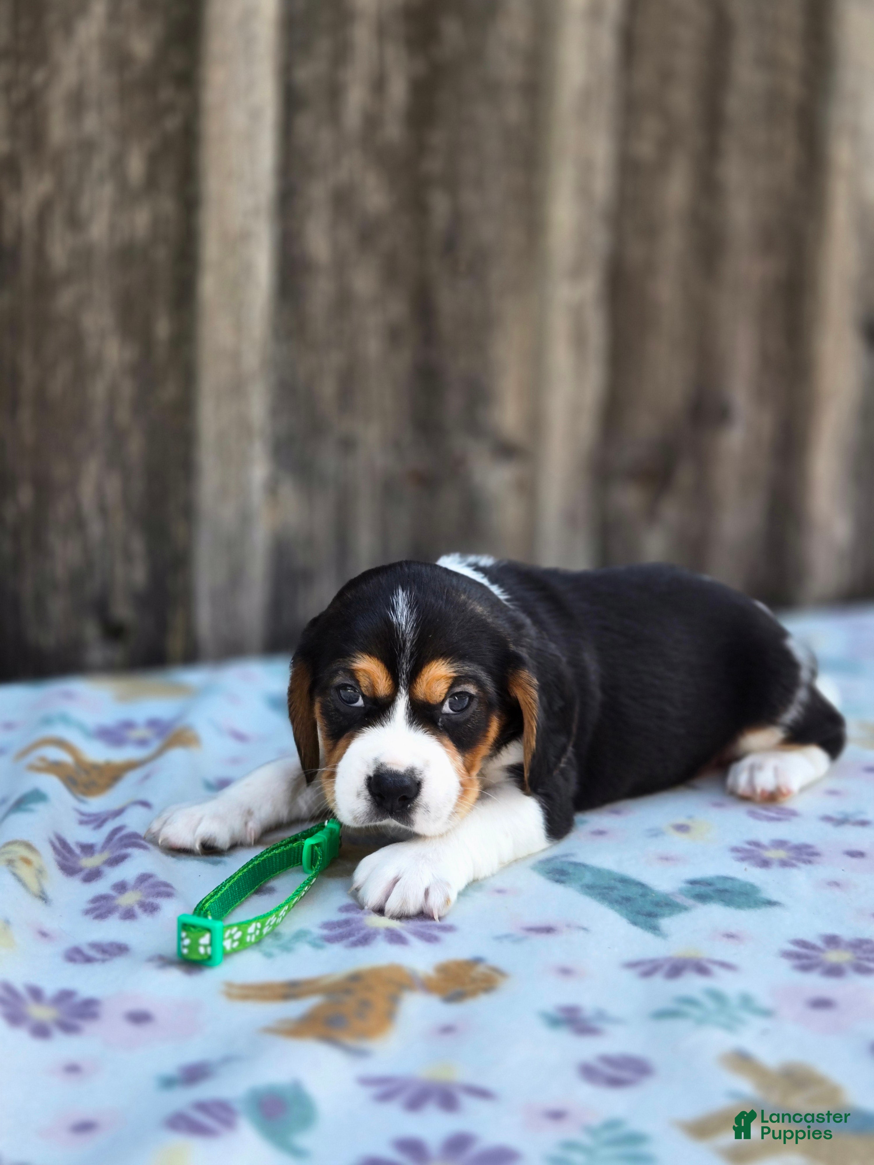 Beaglier dogs Chase - Ad 2