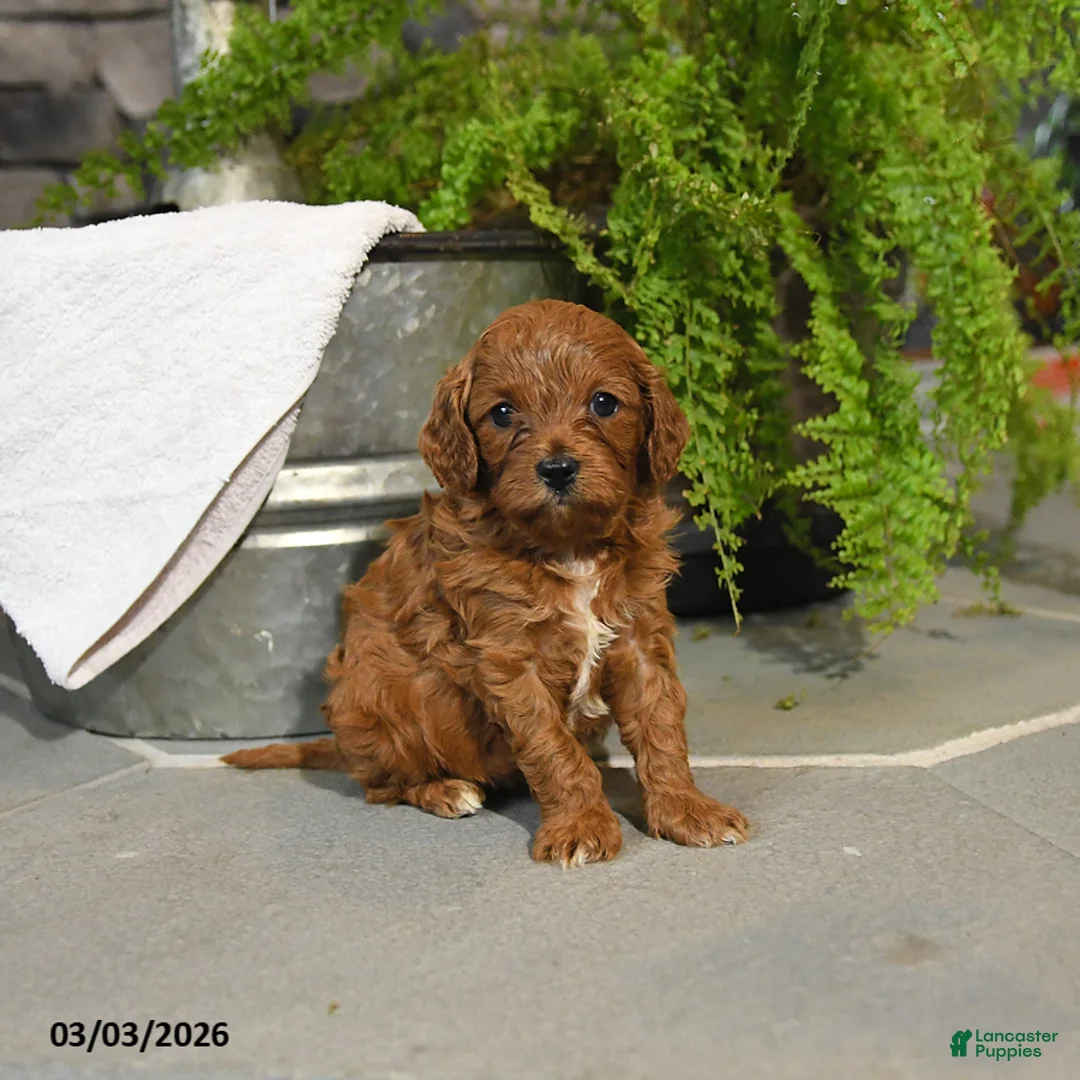Cavapoo dogs for sale: Tulip - Ad 3