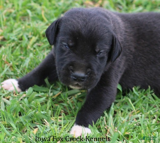 Great Dane dogs MIlo - Ad 10