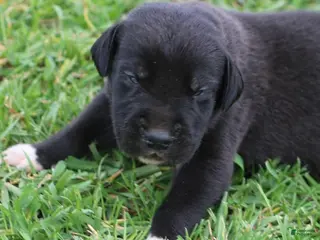 Great Dane dogs MIlo - Ad 9