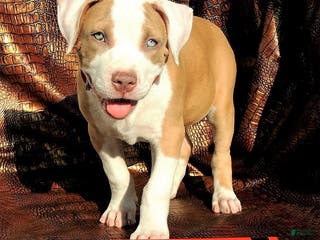 Mixed Breed dogs "SNOOP DOGG" - Ad 34