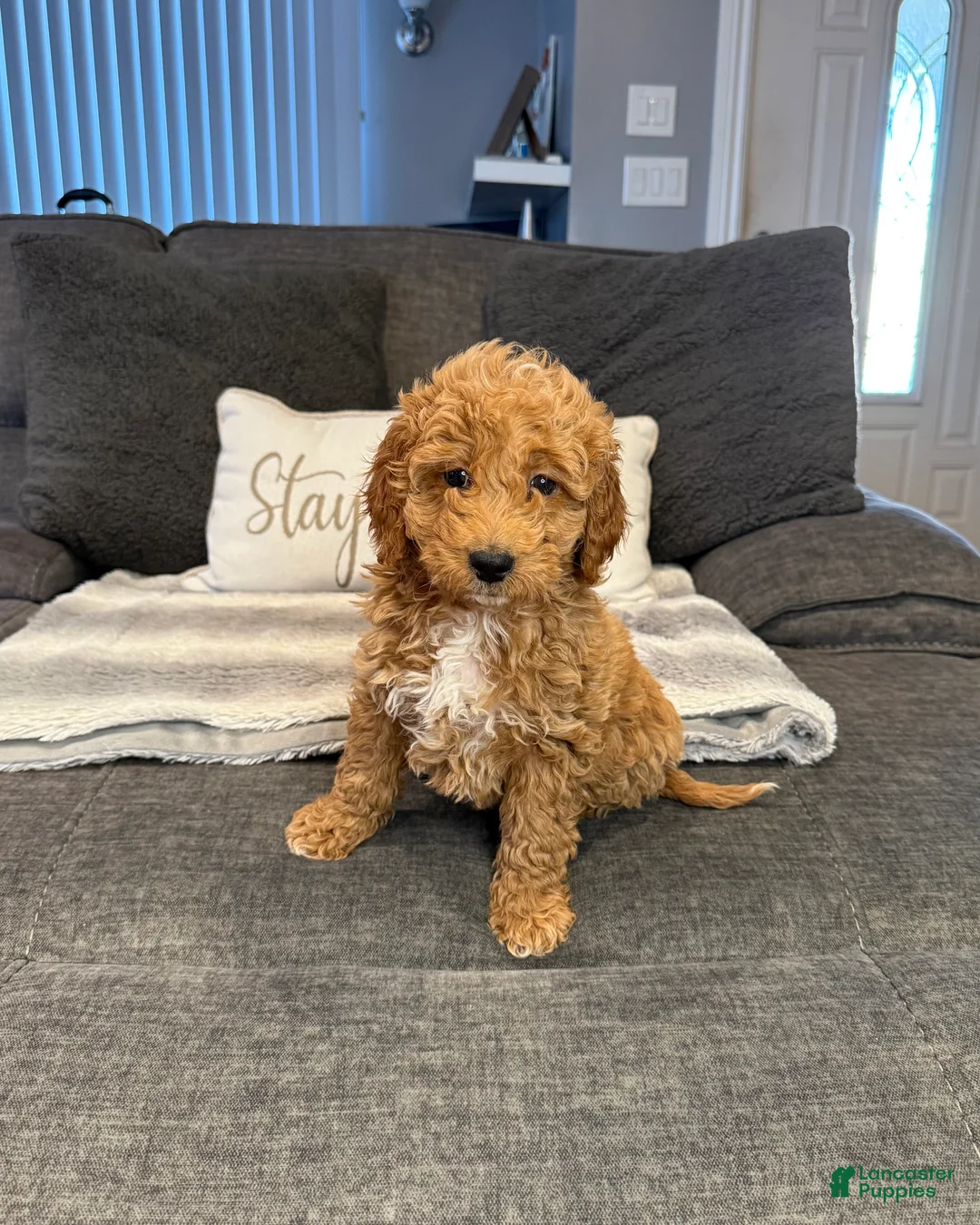 Mini Goldendoodle dogs for sale: Mini Goldendoodle Puppy 3 - Ad 1