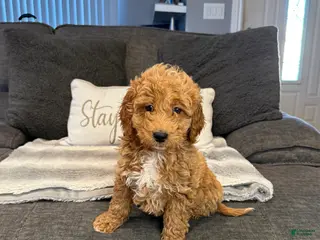 Mini Goldendoodle dogs Mini Goldendoodle Puppy 3 - Ad 12