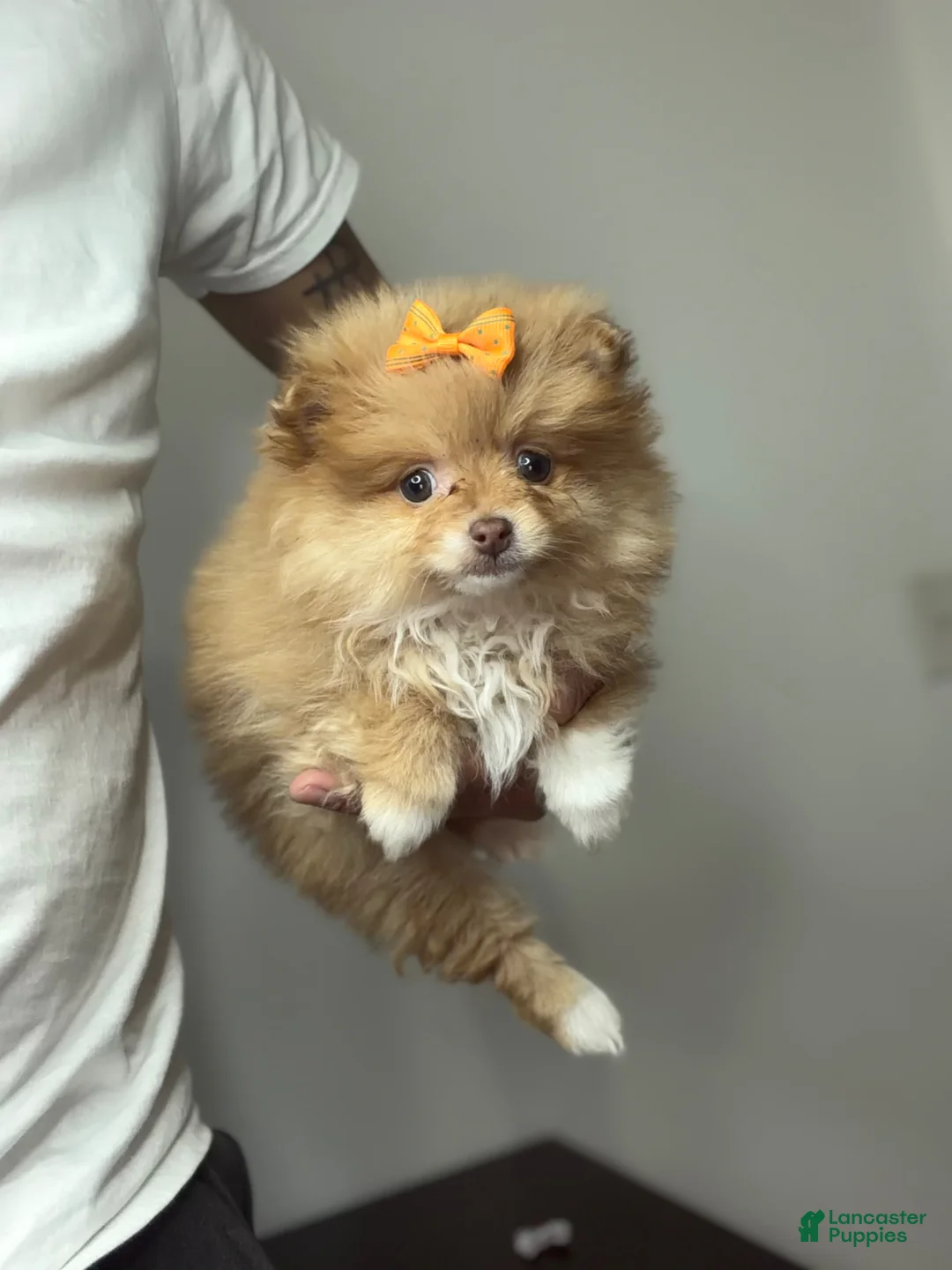 Pomeranian dogs for sale: Kathy - Ad 1