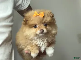 Pomeranian dogs Kathy - Ad 39