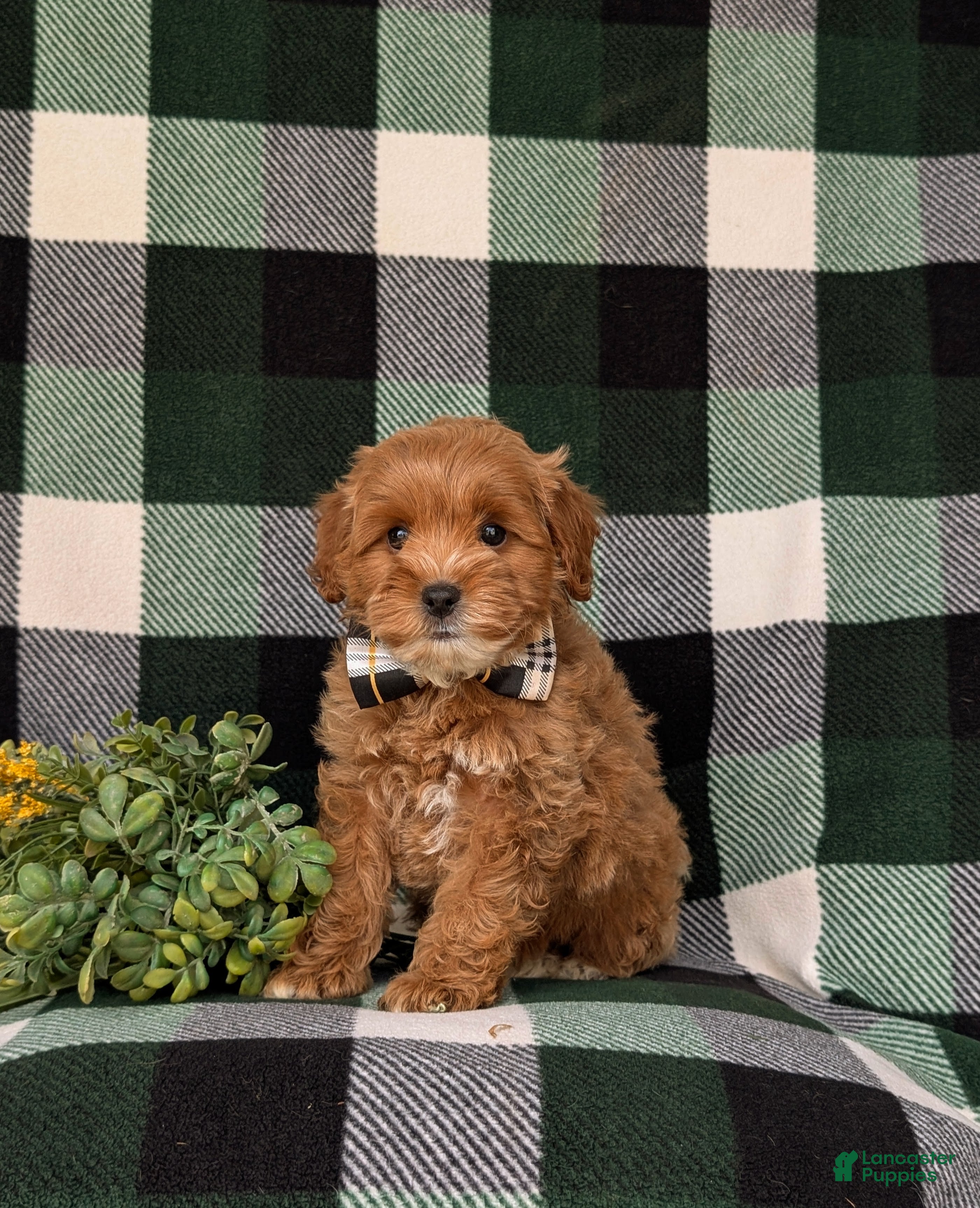 Cockapoo dogs Bryson 9 lbs Full Grown - Ad 1