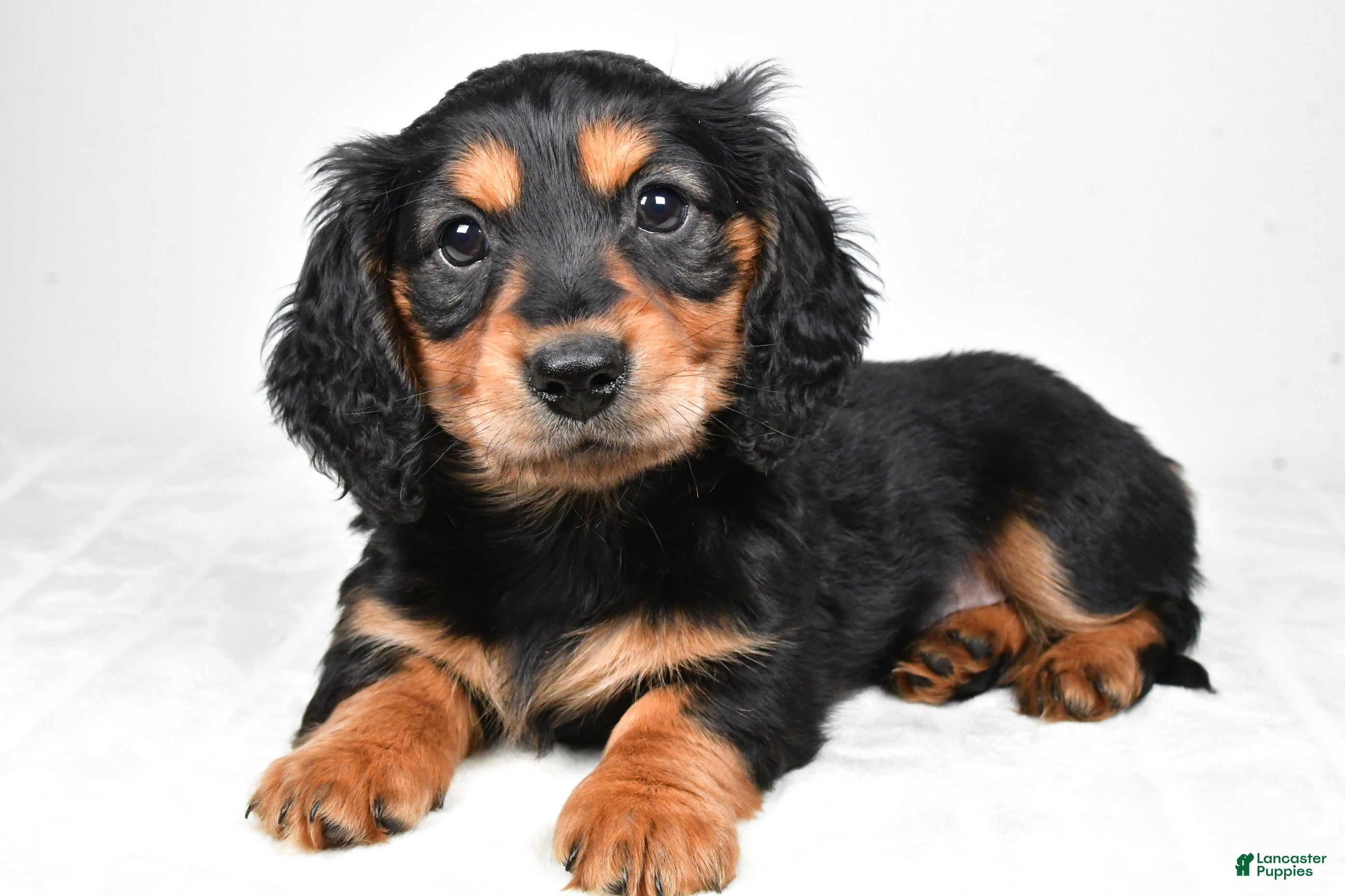 Dachshund dogs River - Ad 1