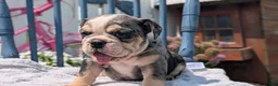 English Bulldog dogs for sale: Zane - Ad 9