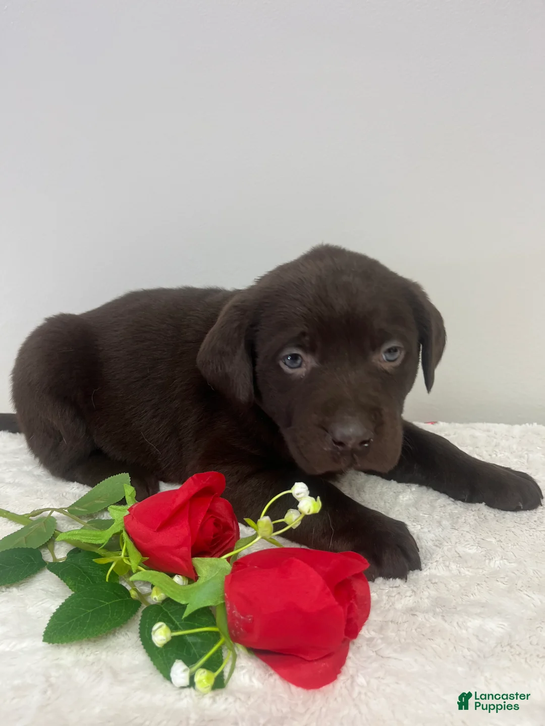 Labrador Retriever dogs for sale: Willow - Ad 1